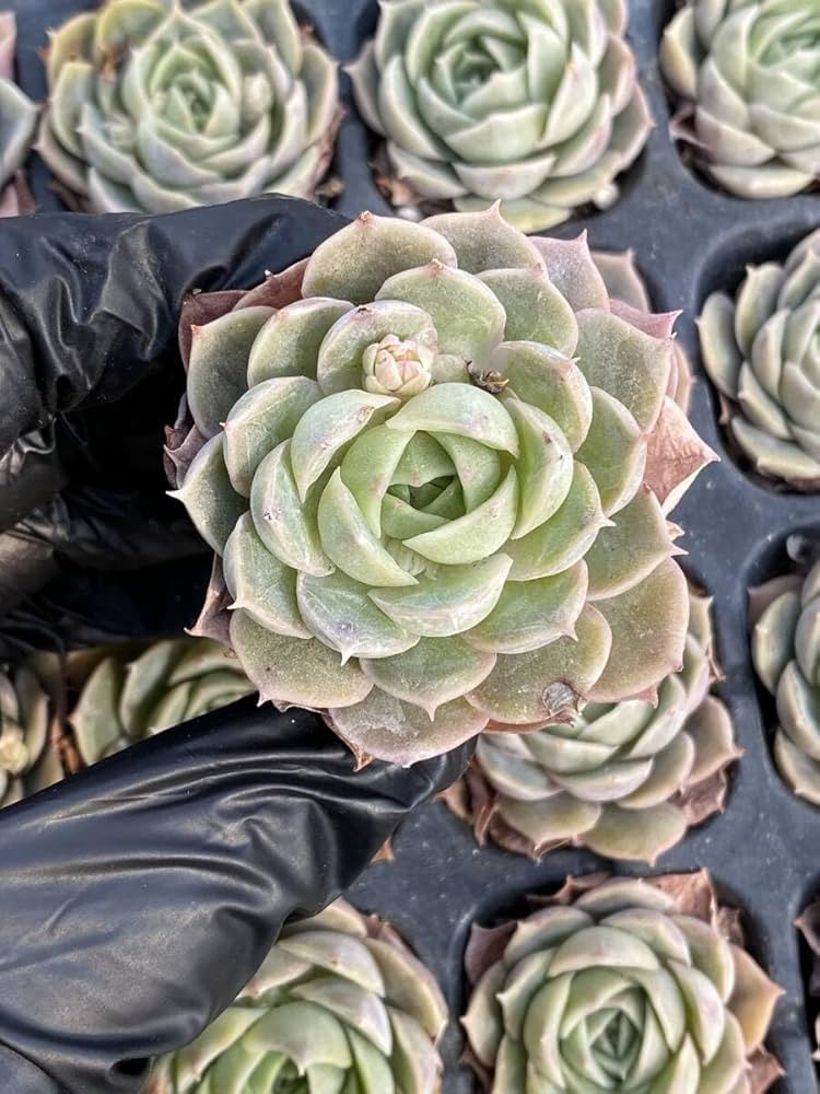 Amazon.co.jp: 72株 X24-1多肉植物 エケベリア アンスノー超美苗